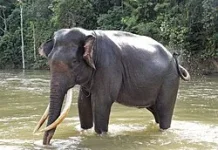 EEHV Virus Threat, Indonesia Tightens Monitoring of Sumatran Elephants