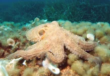 Octopus: Eight Arms, Three Hearts, and Blue Blood