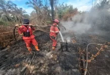 Indonesian Government Expands Alert Zone Over Forest and Land Fire Impacts