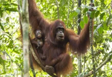 World Orangutan Day: Getting to Know Indonesia’s Orangutans