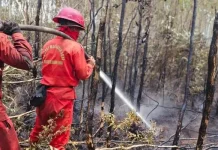 Indonesia Intensifies Forest Fire Cooling in South Sumatra