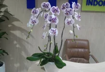 Want Orchids at Home? Here’s How to Care for Them