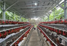 Indonesia Tightens Poultry Breeding Controls to Protect Small Farmers