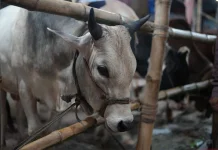 Govt Boosts Halal Industry by Partnering with Local Metal SMEs & Slaughterhouses