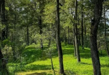 Deles Indah Offers Scenic Views of Mount Merapi