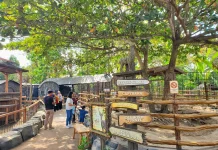 Pony Park Klaten Offers Family Wildlife and Education