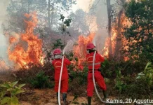 BMKG: Forest Fire Risks Persist until Rainy Season