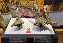 Banjarejo Fossil Museum Preserves Grobogan’s Prehistoric Heritage