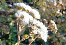 Javanese Edelweiss: The Everlasting Flower of Indonesia’s Mountains