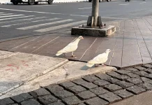 Interesting Facts About Pigeons