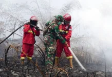 Forestry Ministry Remains Alert as Wildfire Hotspots Rise