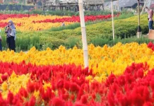 Tamansuruh Agro Tourism Blends Farming and Scenic Beauty