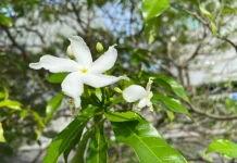 Jasmine: Indonesia’s National Flower, Rich in Meaning and Utility