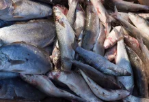Indonesia Explores Zero-Waste Approach to Fish Processing