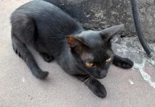 Black Cats, Different Meanings Across Cultures