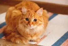 Why Do We Love Ginger Cats So Much?