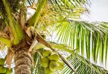 World Coconut Day: The Many Uses of Indonesia’s Coconut