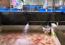 Government Targets Thematic Inland Fish Farming in 4,000 Locations by 2026