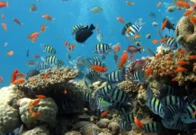 Bangsring Underwater Offers a Coral Conservation Escape in Banyuwangi