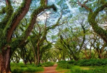 De Djawatan Offers a Cool Nature Escape in Banyuwangi