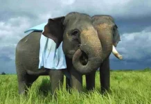 Way Kambas: Lampung's Sanctuary for Sumatra's Big Five