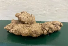 Ginger, the All-Purpose Spice Behind Indonesia's Traditional Medicine Revival