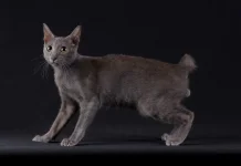 Busok Cat, an Indigenous Indonesian Cat Breed