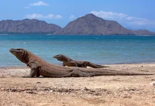 Komodo Island, a Destination Captivates the World