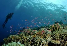 Morotai's Underwater World Offers Coral Reefs and WWII Relics