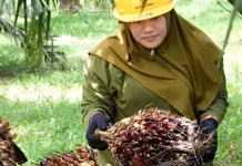 Indonesia Seeks to Make Palm Oil Sector to Integrate Gender Equality