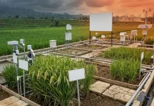 Climate-Smart Rice Production Became Key to Addressing Drought Threats