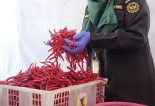 Yogyakarta Frozen Chili Peppers Break into Japanese and Singaporean Markets