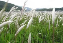 Alang-Alang: Indonesian Grass with Traditional Health Benefits