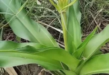 Bakung Leaves Help Relieve Pain, Swelling, and Skin Inflammation
