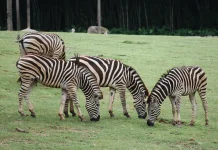 Safari Park and Zoo: What's the Difference?