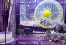 5 Fun Facts About Sugar Gliders, Small Marsupials That Glide