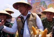 BULOG Ready to Distribute Additional 150,000 Tons of SPHP Corn Until End of 2026