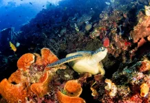 Ministry Strongly Condemns Alleged Speargun Hunting of Turtles in Raja Ampat