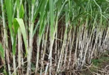 Indonesia Targets E20 Fuel Using Sugarcane as Feedstock