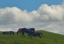 Humon Savanna Showcases Wide Grasslands and Clear Skies