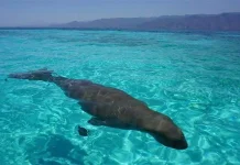 Alor Showcases Marine Wonders and Rich Cultural Heritage