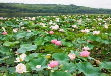 Rana Tonjong: Flores’ Rare Lake Covered in Giant Lotus Blooms