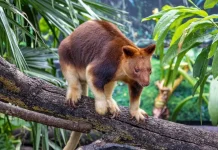 Wasur National Park Offers Wildlife and Nature Tourism in South Papua