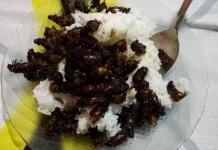 Puthul: Seasonal Fried Insect Delicacy from Gunungkidul