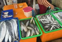 Indonesian Parliament Urges Kitchens to Source Local Fish