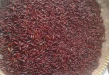 Ungkrung Ulat Jati, Gunungkidul’s Traditional Teak Moth Pupae Dish