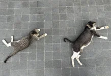 Understanding Cat Body Language and What It Means