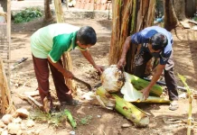 Gunungkidul Preserves Unique Banana Corm Gudheg as Heritage Dish