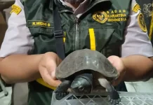 Government Foils Attempt to Smuggle 70 Turtles Through Bakauheni Port