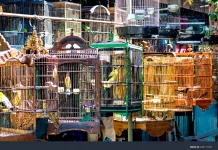Pasar Burung Satria Showcases Bali's Diverse Pet Birds